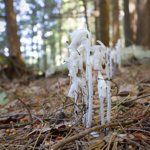 Snowdrops